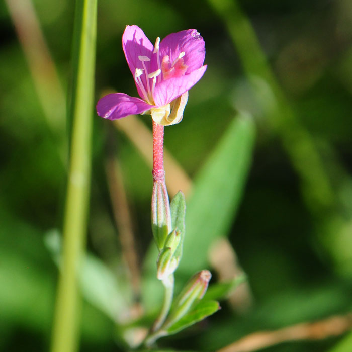 Oenothera rosea, Rose Evening Primrose